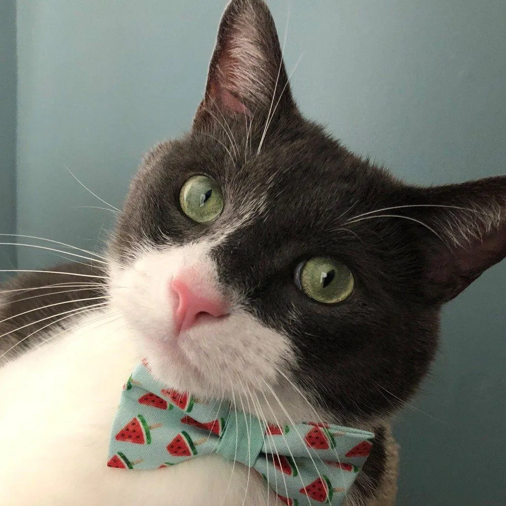 Cat Collar and Bow Tie Set  - Mint