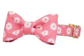 Daisy Crazy Bow Tie Dog Collar
