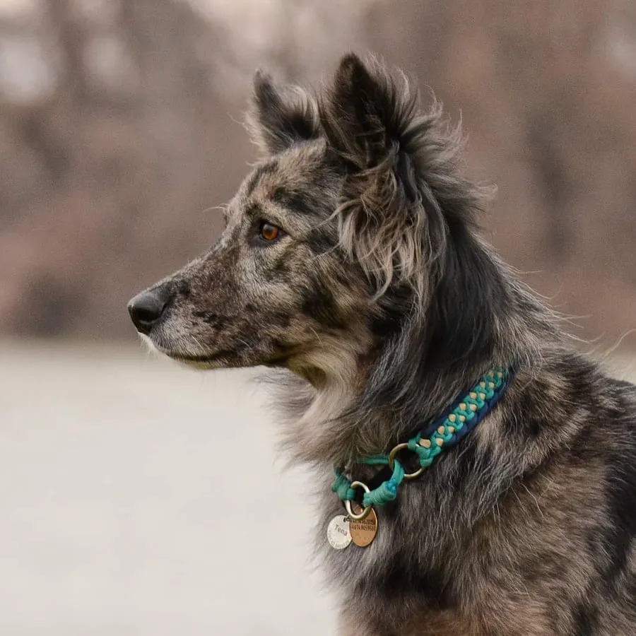 Dragon braid Dog collar