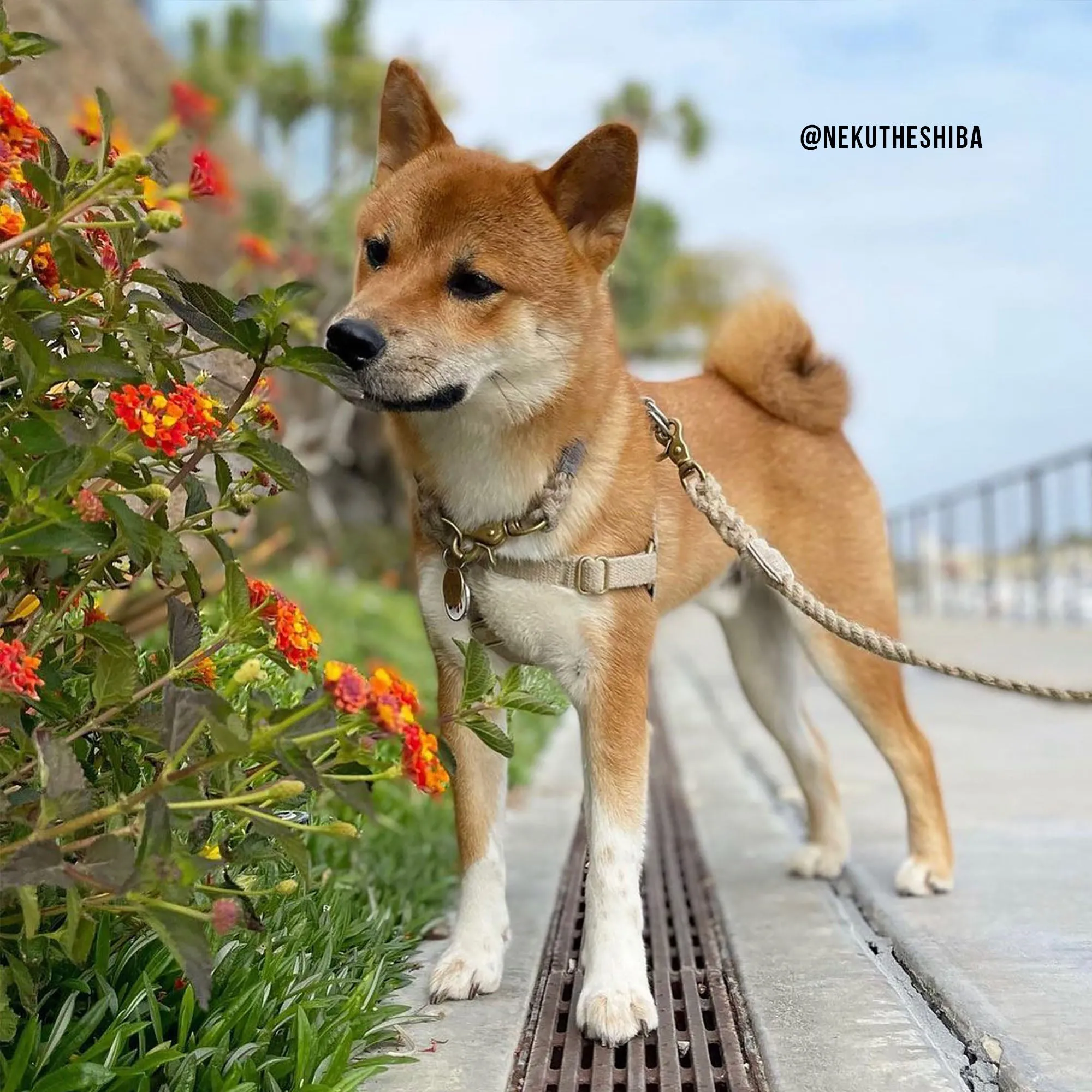 Just Hemp Rope Dog ID Collar