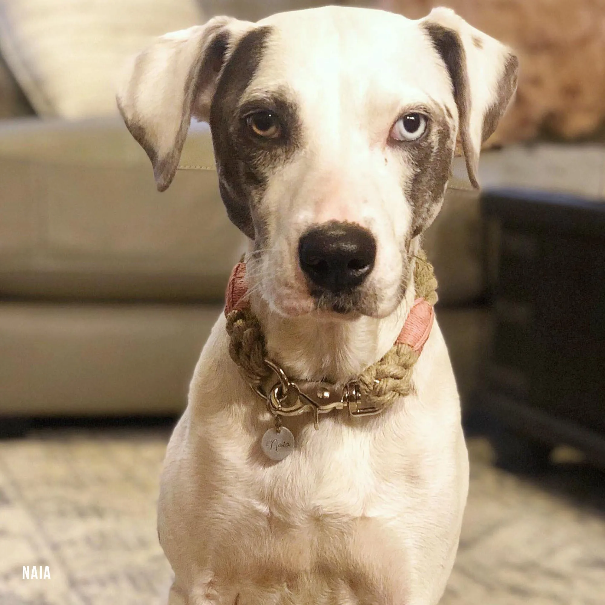Just Hemp Rope Dog ID Collar