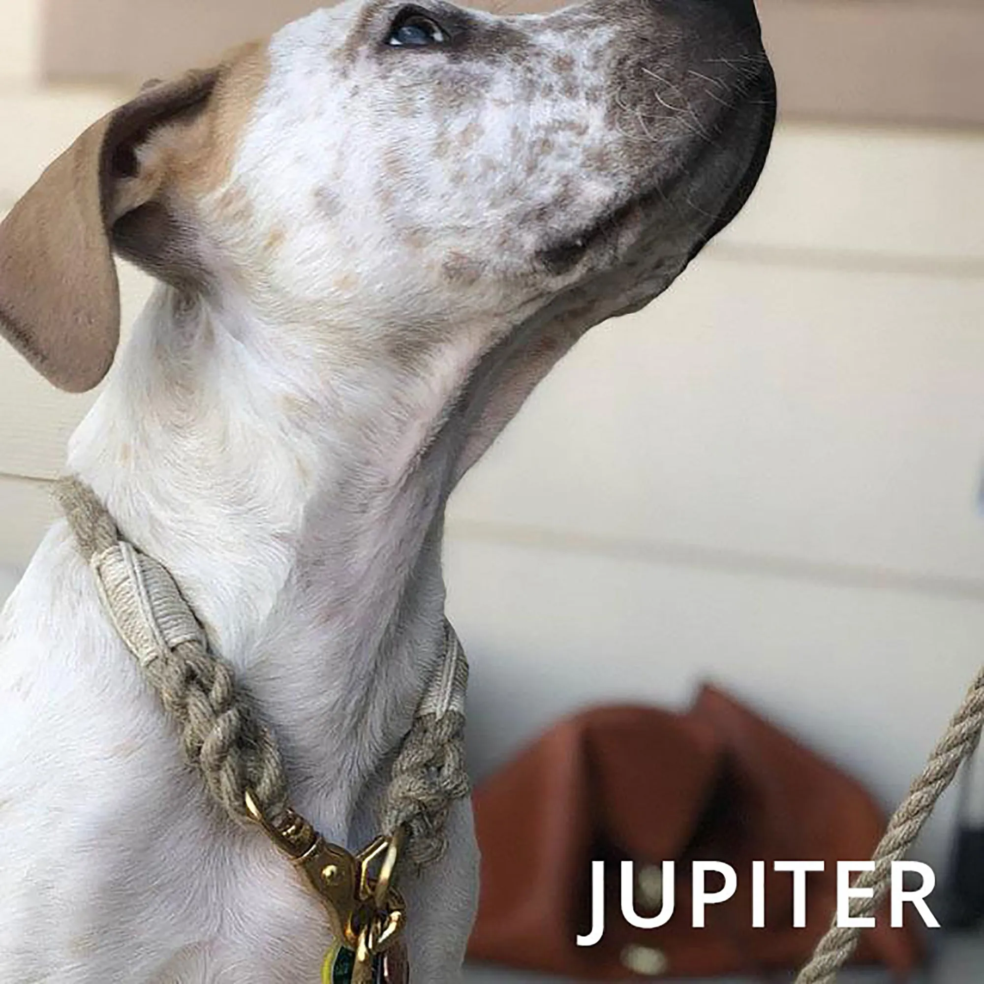 Just Hemp Rope Dog ID Collar